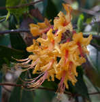 Orange azalea